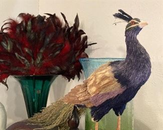 Peacock taxidermy
