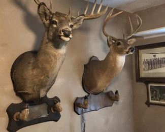 Incredible taxidermy