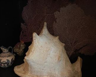 Conch Shell