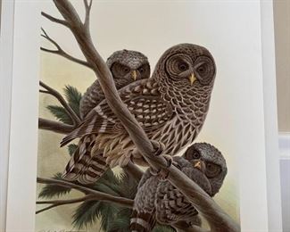 Signed Ruthven Barred Owls