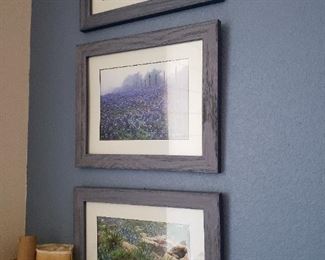 bluebonnet photos