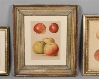 111	3 Fruit Engravings	3 engravings of apples and peaches. Featuring a plate by George Brookshaw. Largest: Sight: 9 1/4" H x 7" W. Frame: 17" H x 15" W.
