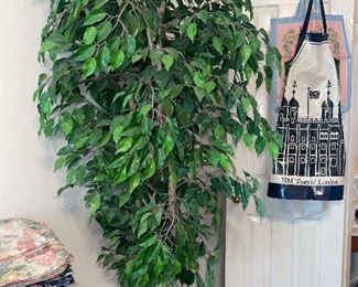 Another Ficus Tree