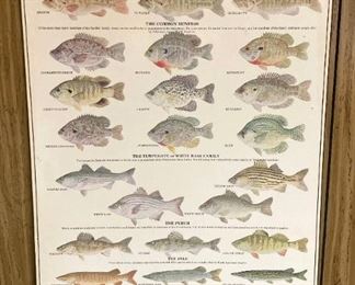 Vintage Gamefish Chart