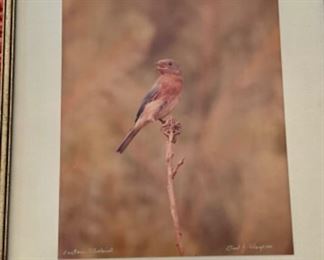 #1388G  17” x 21” framed Eastern Bluebird photograph by Fred J. Alsop III  $55