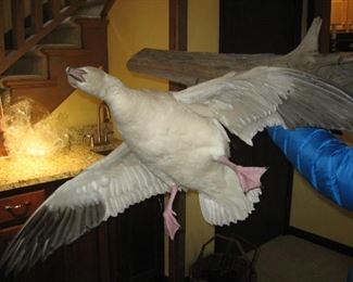 Taxidermy snow Goose attached to wood