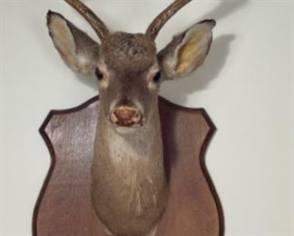 Deer mount
