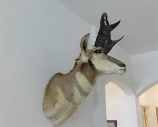 Mexican Pronghorn taxidermy