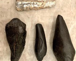 Fossilized whale teeth and Mastadon tusk
