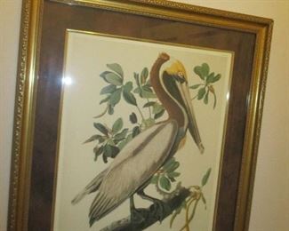 Louisiana Pelican after Audubon