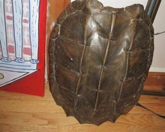 HUGE Turtle shell
