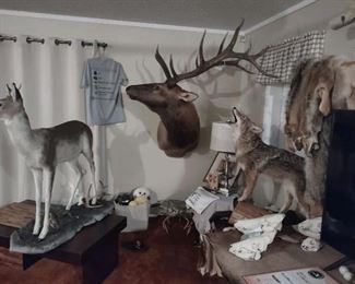 Elk -  in Michigan state record book