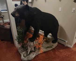 Black Bear - in Michigan state record book

