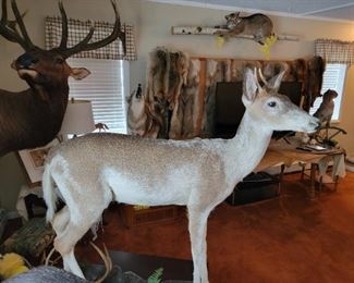 Piebald whitetail