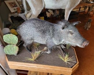 Javelina (Texas)