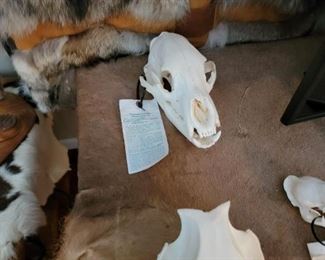 Bear skull