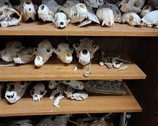 Bear, coyote, wolf, bobcat skulls