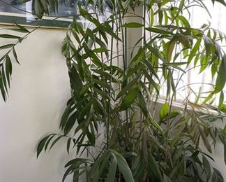 Large House Plant
