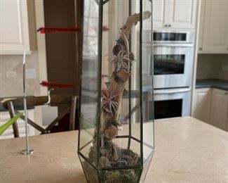 Terrarium. Photo 1 of 2.