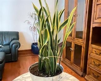 Live snake plant, 4',  $40