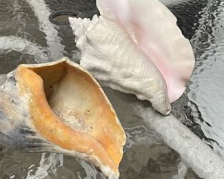 Conch shells,  was $8 each, NOW $5 each