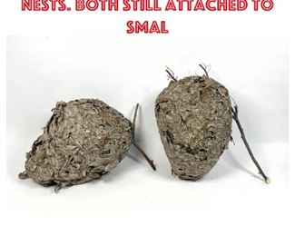Lot 1326 Two Natural Hornets Nests. Both still attached to smal