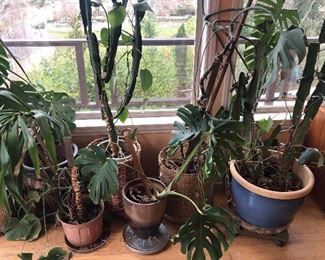 Assorted houseplants including 4 ft. tall cactus