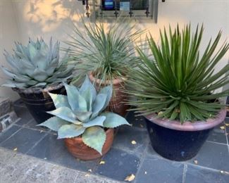 Giant Agave plants