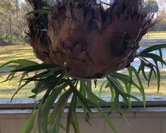 One of several live plants 