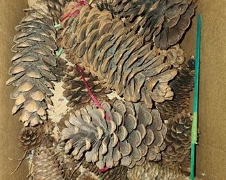 Large Pinecones