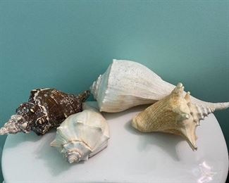 Large Conch Shells