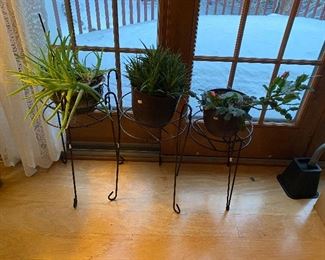 LIVE PLANTS! Make them part of your family!