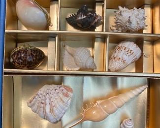Assorted collectible shells