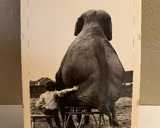 "My Pal the Elephant", World Press Photo: Mike Hollist