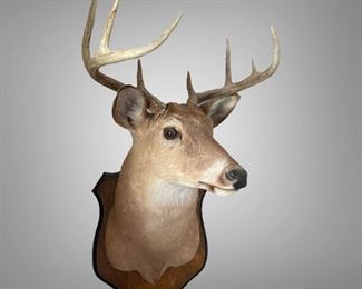Large 8 Point Mounted Taxidermy Deer Head