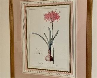Item 19:  Amaryllis Botanical Print - 17.5" x 21.5":  $38