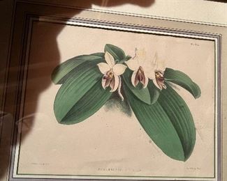 Early 19thc /20thc prints