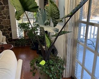 Couple plants willing to share oxygen