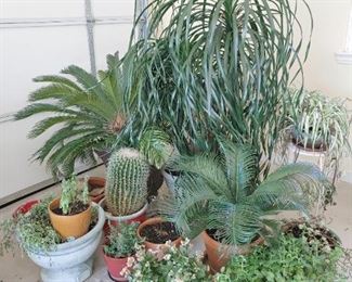 Great selection of indoor and outdoor plants