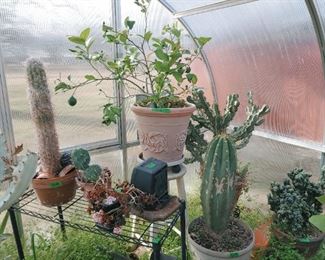 Greenhouse Peruvian lime tree, misc cactus
