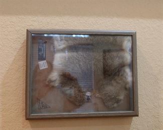 Framed Rabbit Skin