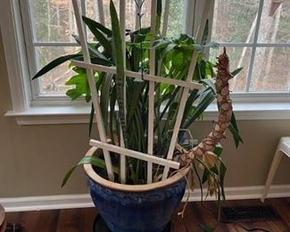 Large Blue Ceramic Planter with Plant