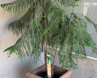 Norfolk Pine
