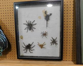 Mounted Spiders