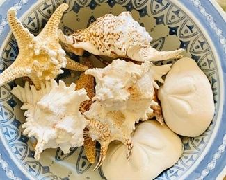 Sea shells and sand dollars