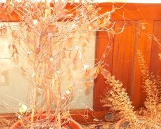 Antique Interior Door