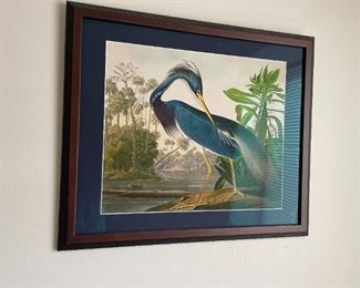 Louisiana Heron, framed print