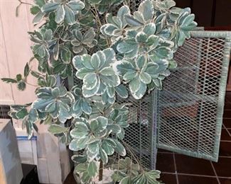 Beautiful Silk Plant!