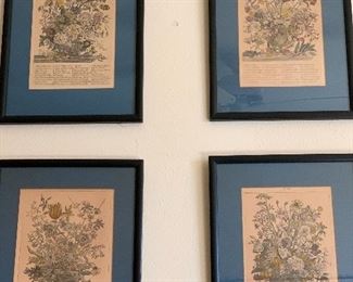 framed botanical prints, set of four