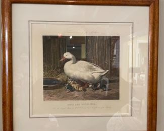 Antique horse etchings. Photo 3 of 4.